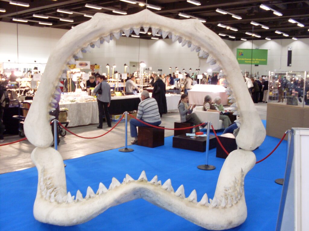 There was a prehistoric shark so large that a full-grown T. Rex could have fit inside its mouth - and it lived far more recently than most people realise.