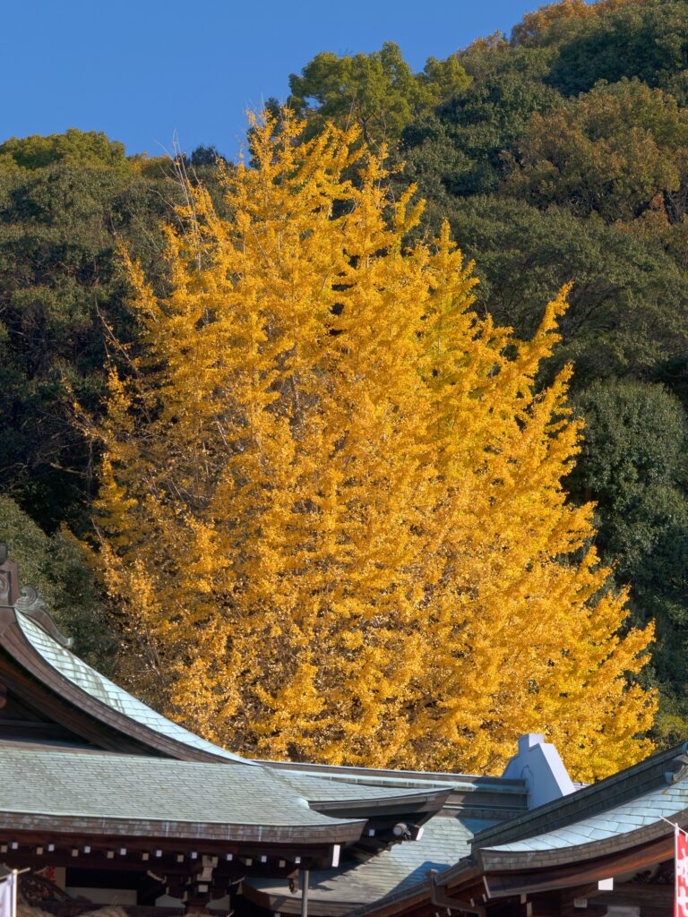 The Prehistoric Tree That Still Grows Today Is Genetically Identical to Specimens That Shaded Dinosaurs 200 Million Years Ago and Has Not Meaningfully Evolved Since