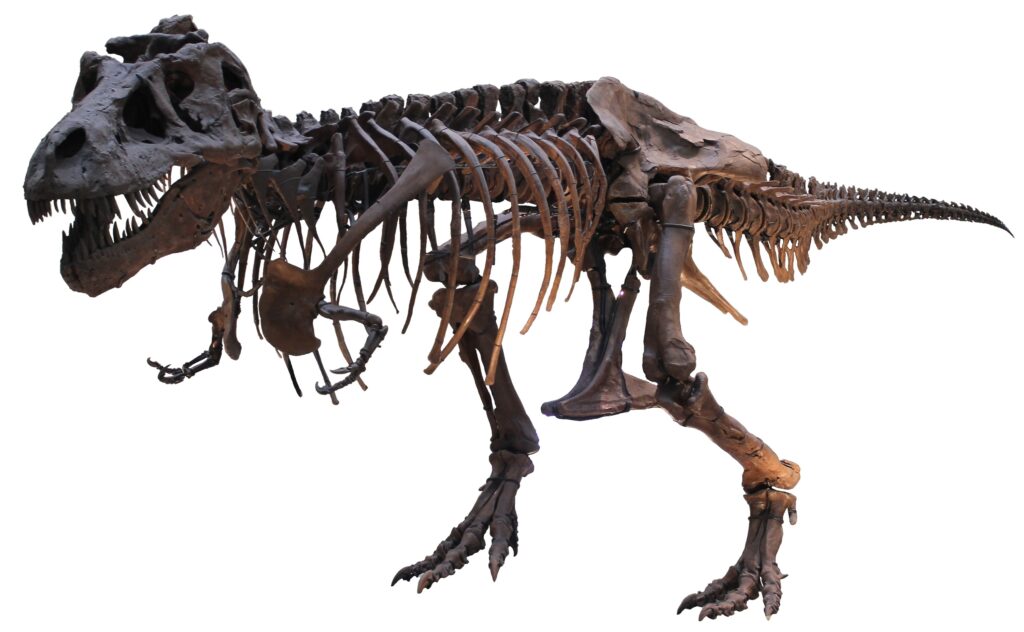Why Montana has produced more T. rex specimens than any other place on Earth - and what the geology there makes uniquely possible
