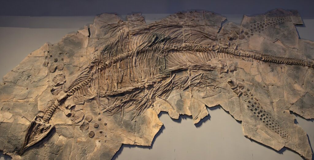 How Fossil Poaching and Black Market Trading Is Genuinely Damaging the Science of Paleontology