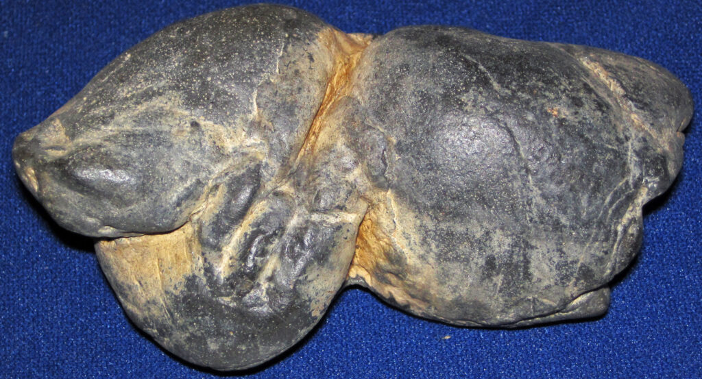 How Studying Prehistoric Poop - Yes Poop - Has Transformed What We Know About Ancient Diets