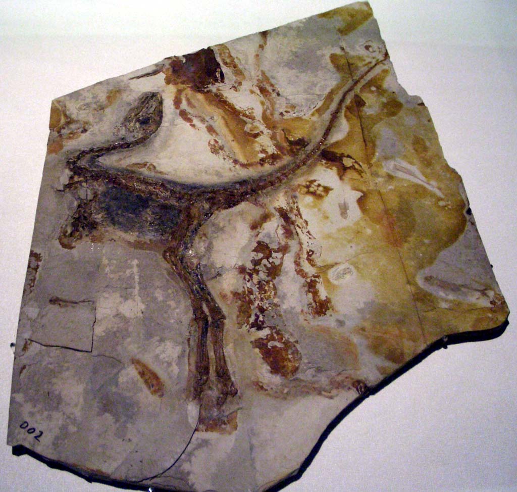 9 Times a Single Dinosaur Fossil Discovery Sent the Scientific Community Into Complete Chaos