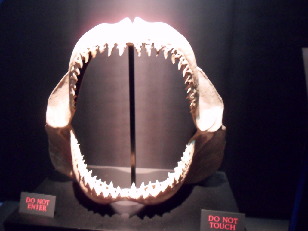 Recent fossil evidence reveals the Megalodon fell victim to a climate-driven crisis