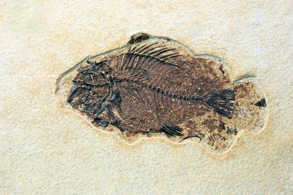 7 Fossils That Were Found by Accident