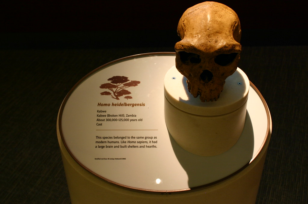 7 Human Species That Once Shared Earth