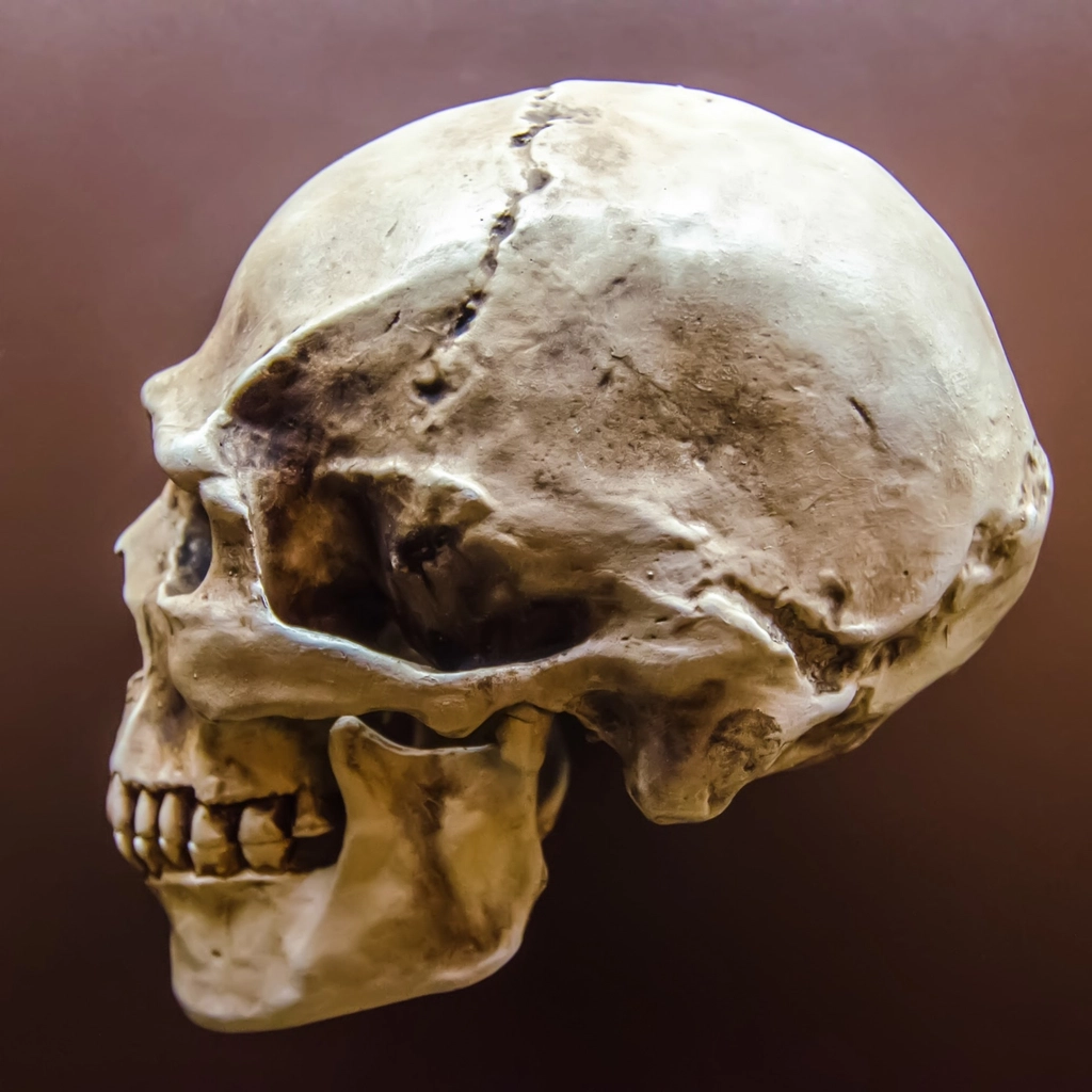 The Ancient Human Discovery That Rewrote the Story of Our Family Tree