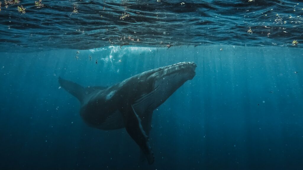 7 Ocean Creatures Bigger Than School Buses