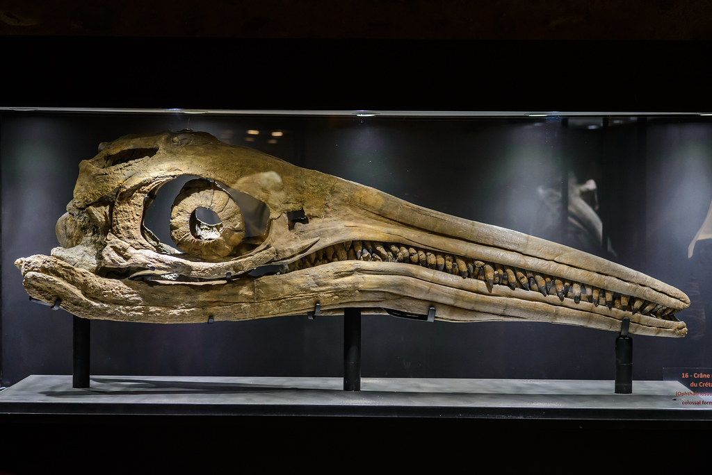 Did You Know Ancient Oceans Once Had Reptiles With Eyes Bigger Than Soccer Balls?