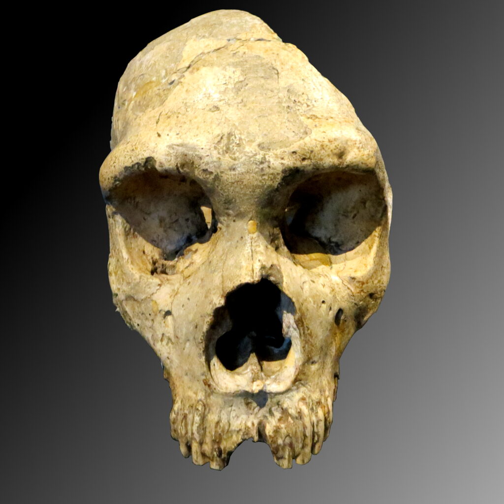Did You Know the Last Neanderthals Lived Surprisingly Recently?
