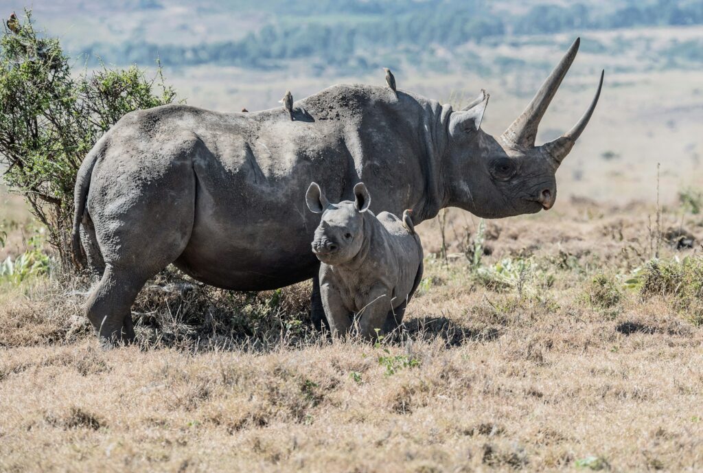 7 Documented Animal Extinctions That Were Reversed When a Living Specimen Appeared Decades Later