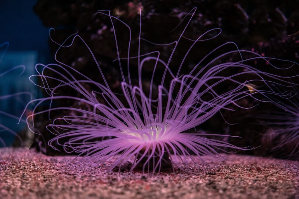 6 Species Photographed at Extreme Ocean Depths That Do Not Match Any Known Biological Description