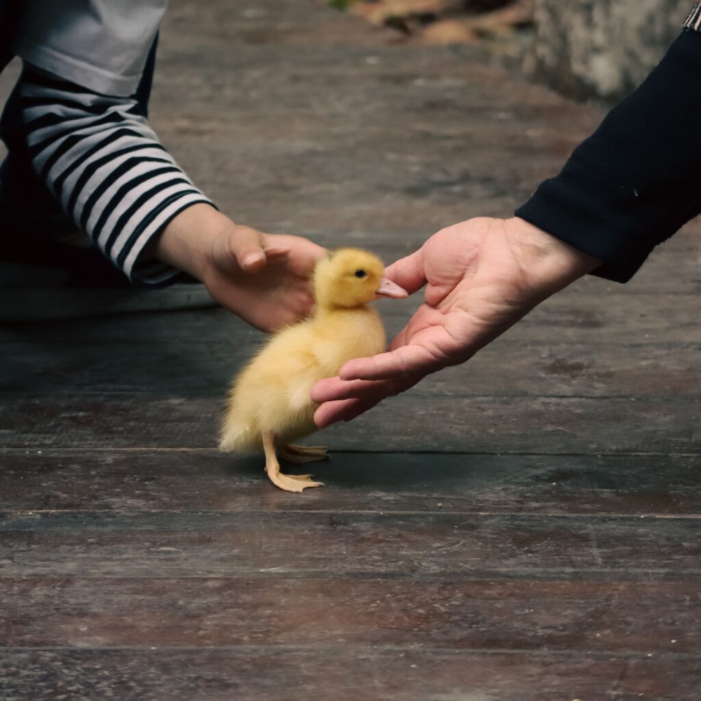 Evolution says the reason humans find baby animals irresistible is that the same neural response that bonds parents to infants is triggered by large eyes and round faces regardless of species