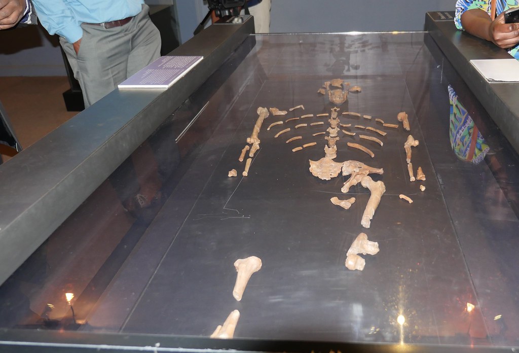 The Human Ancestor That Walked Upright Long Before Big Brains Evolved