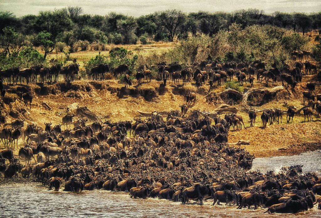 10 Cases of Animals Navigating Perfectly Despite Having No Known Sensory Organ to Explain the Ability