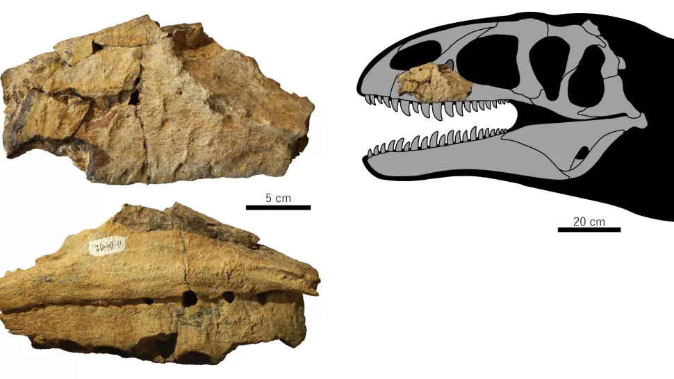 The country that has produced more new dinosaur species in the last decade than the rest of the world combined - and most people cannot name it