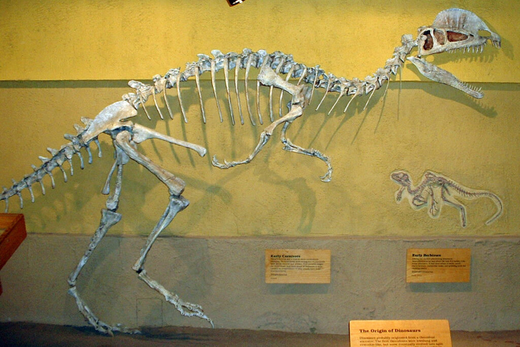 10 Things Scientists Learned From a Single Fossil