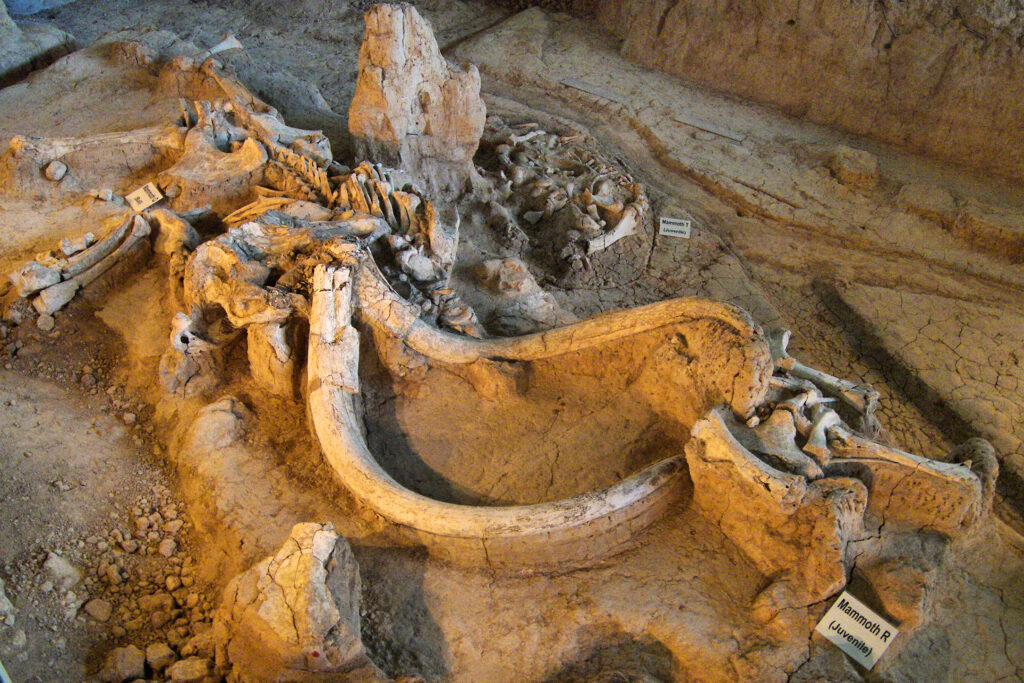 The Native American tribes who encountered mammoth bones centuries before European scientists did - and the extraordinary oral traditions they built around them