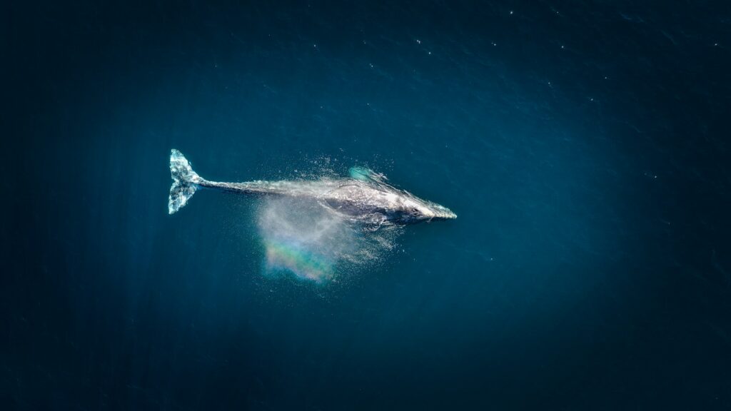 Science says the blue whale's evolutionary lineage traces directly to a small four-legged land animal that returned to the sea 50 million years ago - and the fossil sequence that documents the transformation has now been almost completely recovered