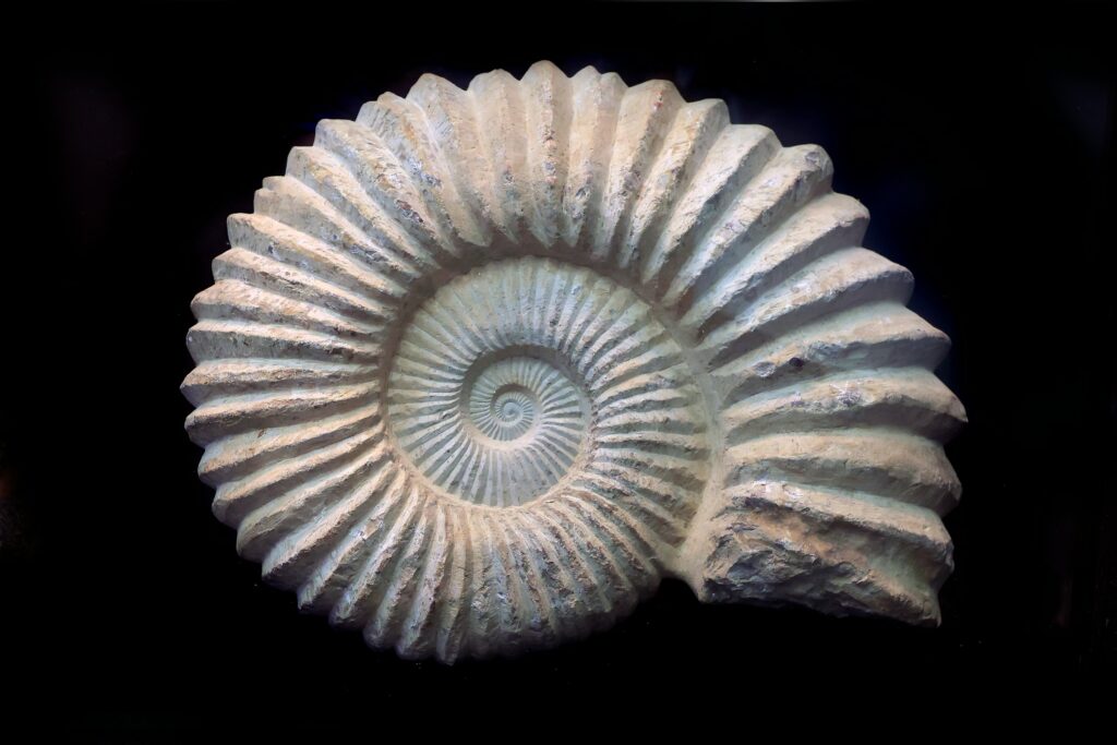 Anthropology says the oldest known act of long-distance trade - the movement of a specific type of shell more than 300 kilometres from its source - occurred at least 100000 years ago and tells us something remarkable about prehistoric social networks