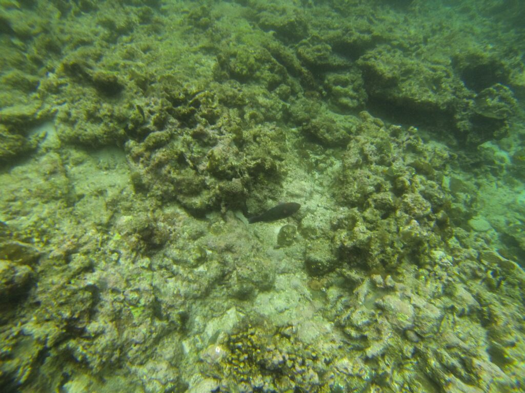 The Prehistoric Ocean Floor Was Covered In A Substance So Thick And Toxic That Nothing Alive Today Could Survive Five Minutes In It