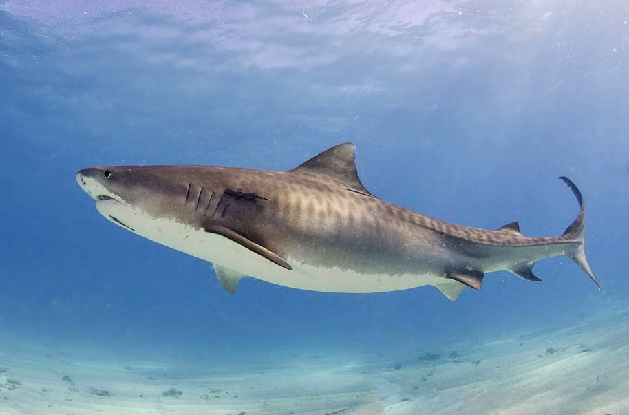 Your Zodiac Sign Reveals Which Ocean Predator You'd Become