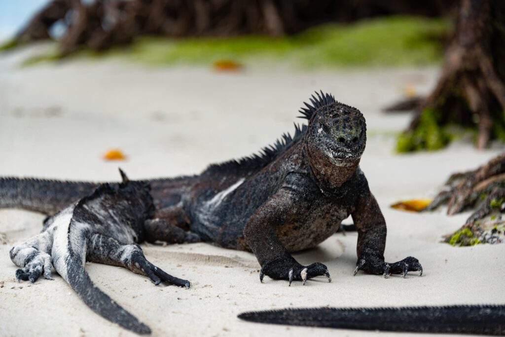 Which Marine Reptile Reflects Your Zodiac Personality?