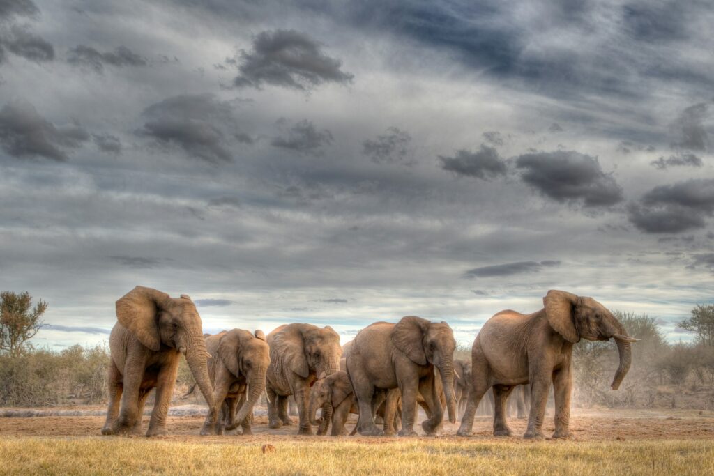 Which Evolutionary Success Story Matches Your Personality?