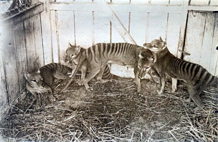 13 Extinct Animals Scientists Now Believe May Still Be Alive