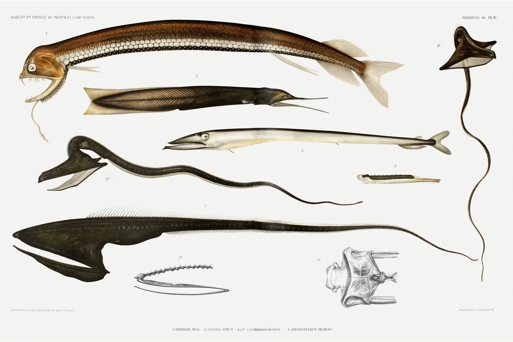14 Deep-Sea Creatures So Strange Scientists Say They Barely Seem Real