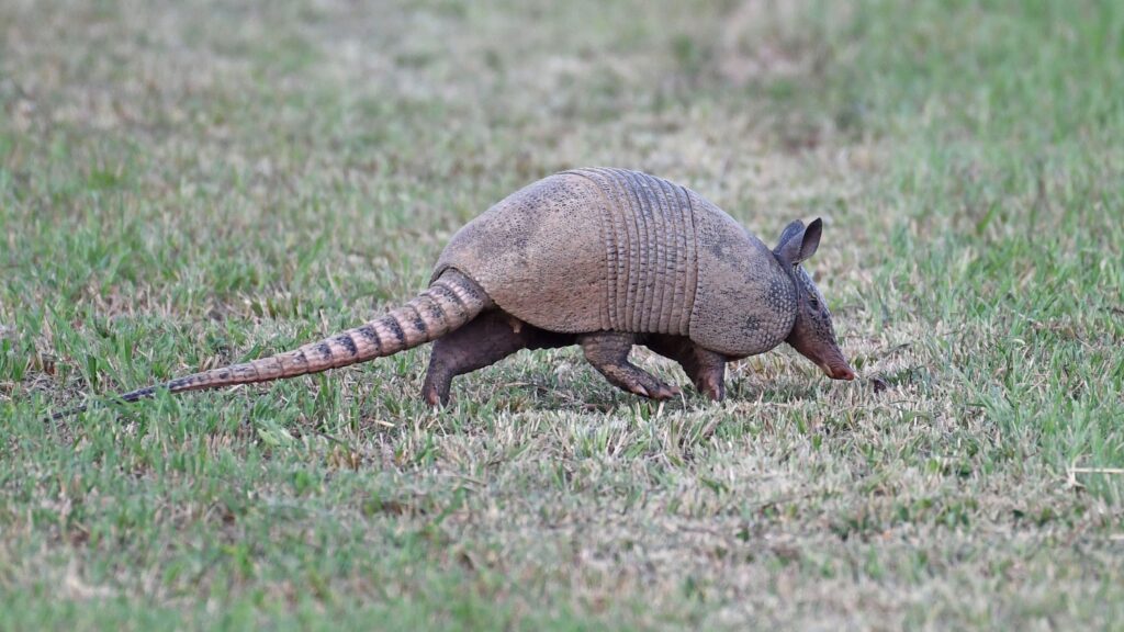 17 Animals Science Only Discovered in the Last Ten Years