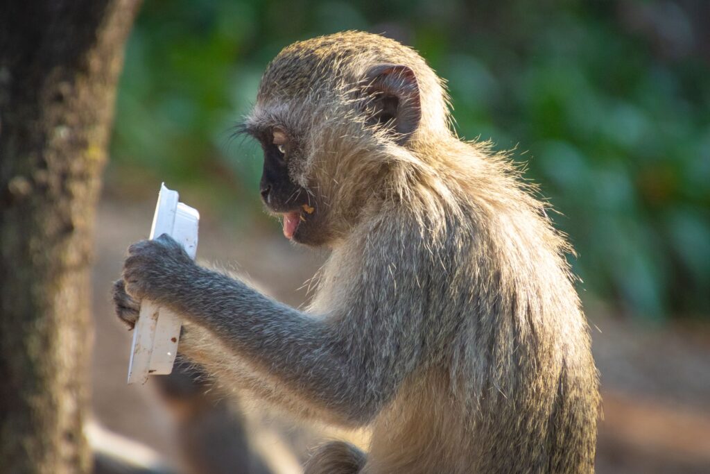 12 Animals So Intelligent Scientists Say They Rival Humans