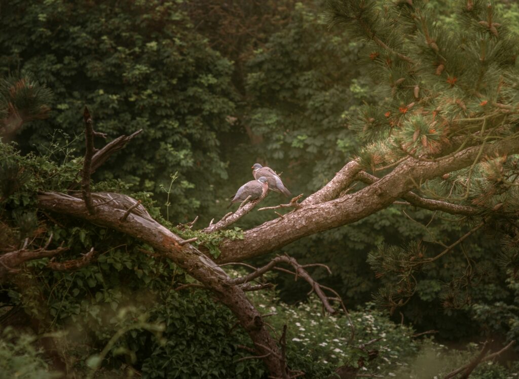 Wildlife Biology Says America's Oldest Forests Shelter Birds Found Almost Nowhere Else