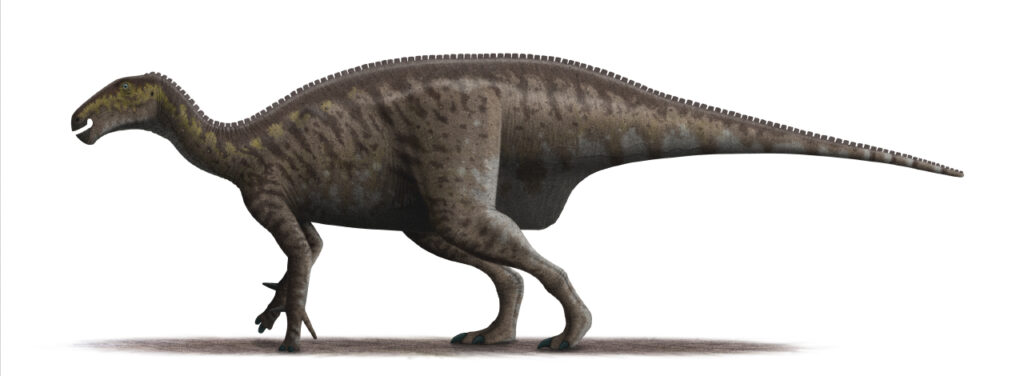 The Iguanodon Was the Second Dinosaur Ever Named and Scientists Got Almost Every Single Detail Wrong for Over a Century