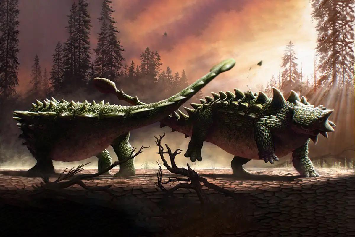Ankylosaur vs. Ankylosaur: The Case for Intraspecific Combat