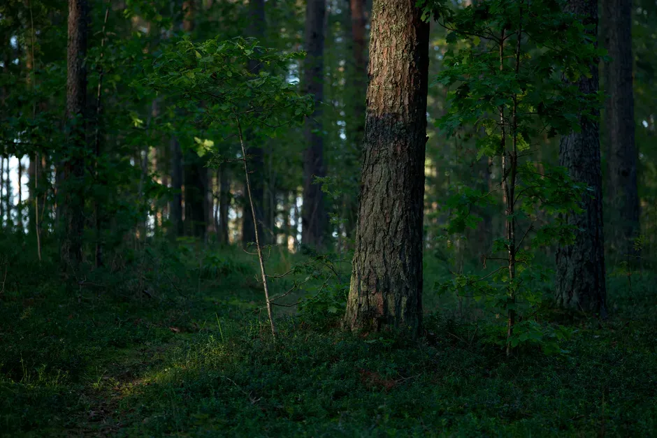 Evolution says the reason humans instinctively distrust silence in a forest is that our ancestors lived in environments where sudden quiet meant a predator had just arrived