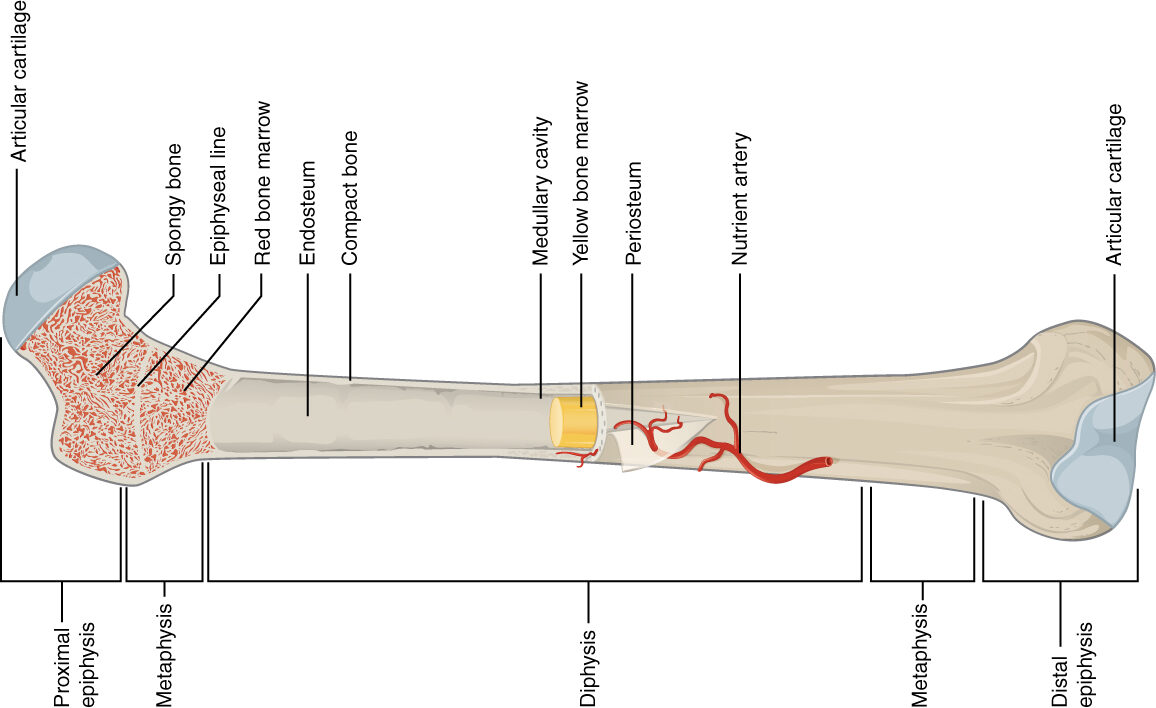6. The Farmer’s Giant Bone: Ranch Land Hiding Prehistoric Giants