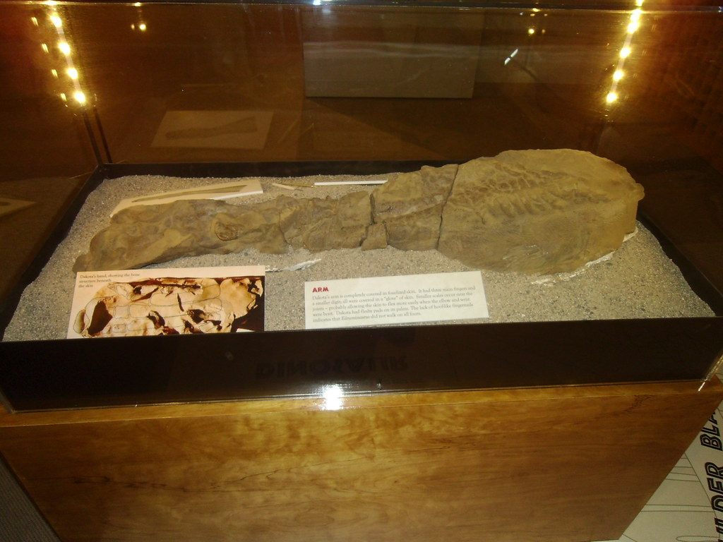 3. The Dakota “mummified” hadrosaur, with skin still wrapped around the bones