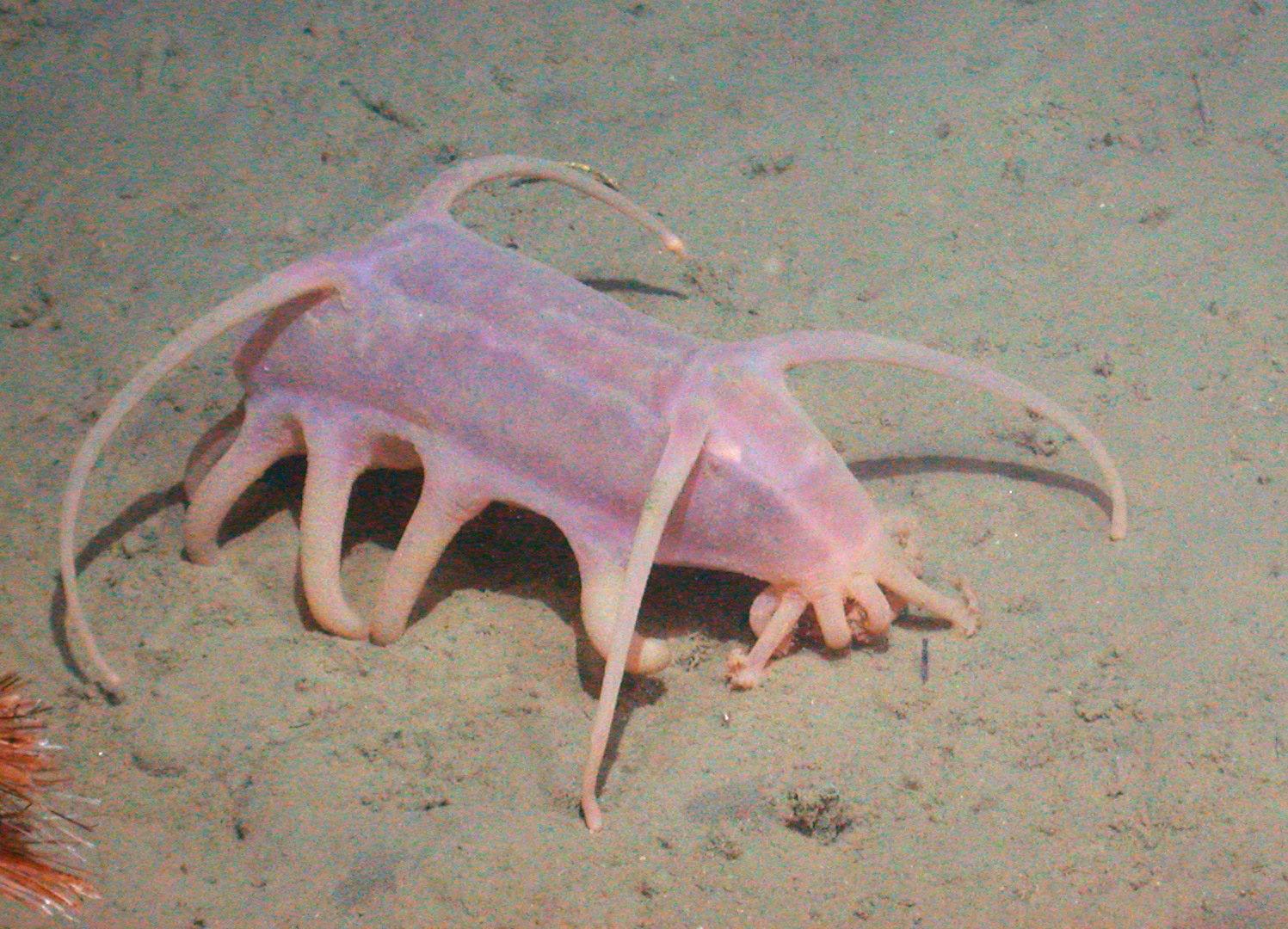#14 - The Sea Pig That Walks the Ocean Floor Like a Bloated Ghost 