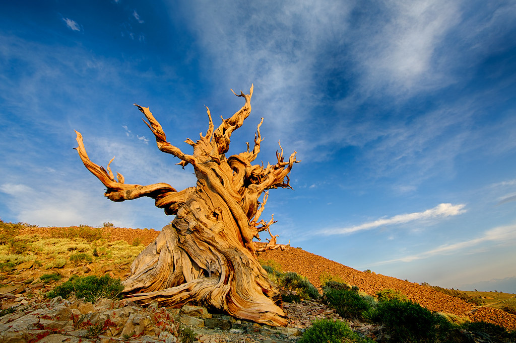 Ancient Trees in a Warming World: Vulnerable Witnesses, Not Eternal Guardians