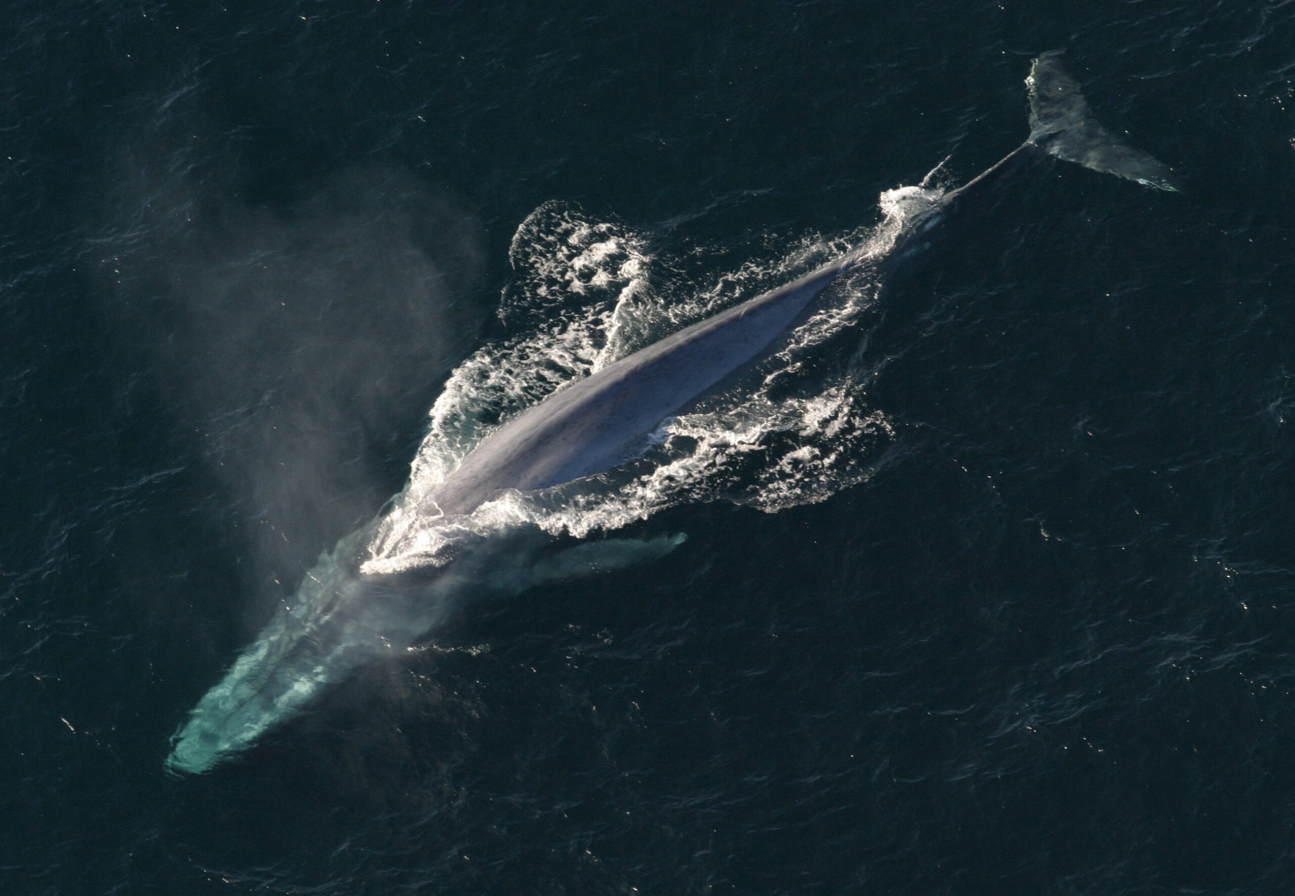 1. Blue Whale – The Bus-Crushing Heavyweight