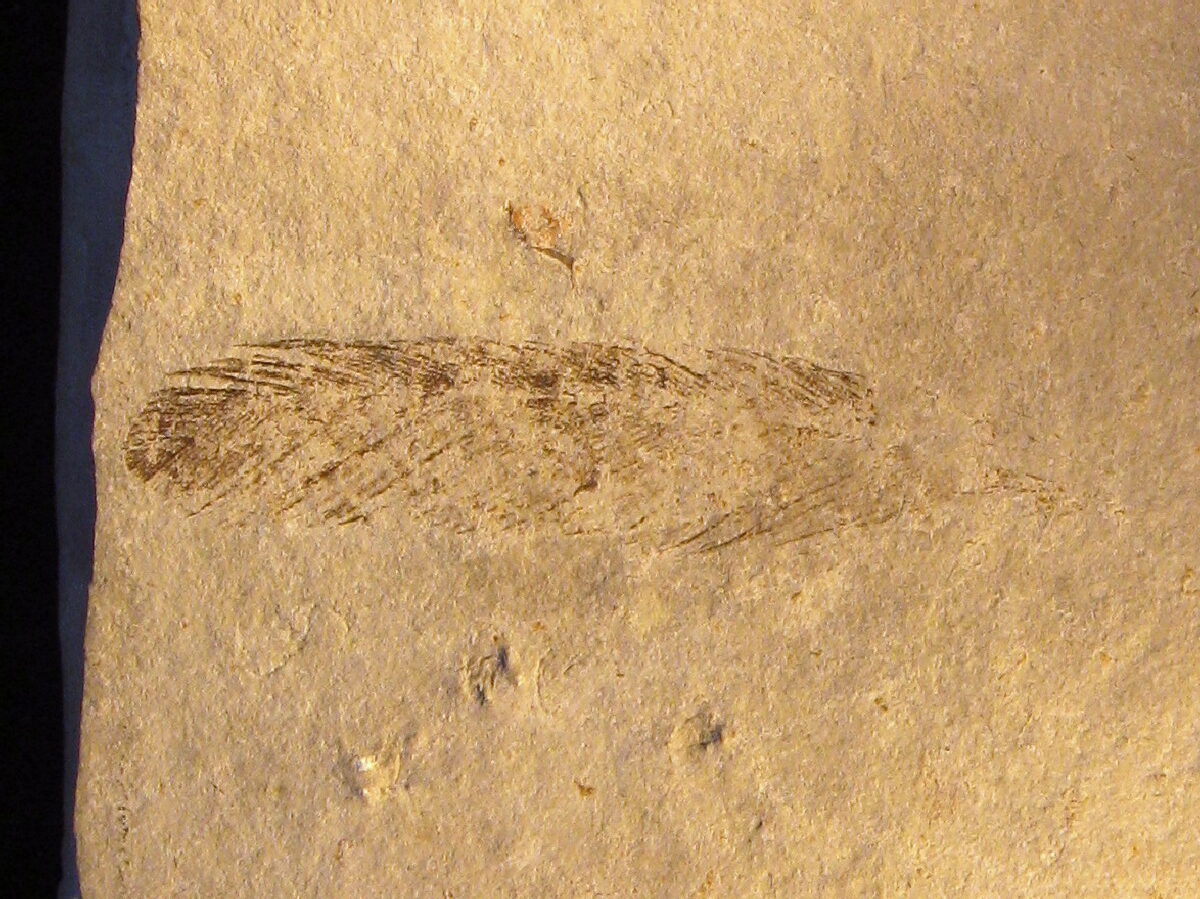 The Tiny Bone That Revealed the First Known Feathered Dinosaur