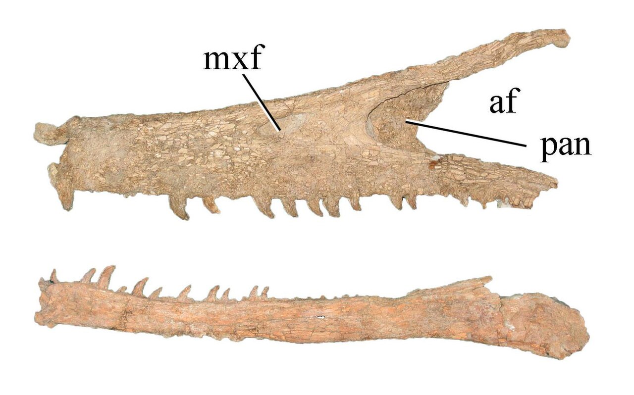 2. A Long, Low Skull Built More Like a Crocodile 