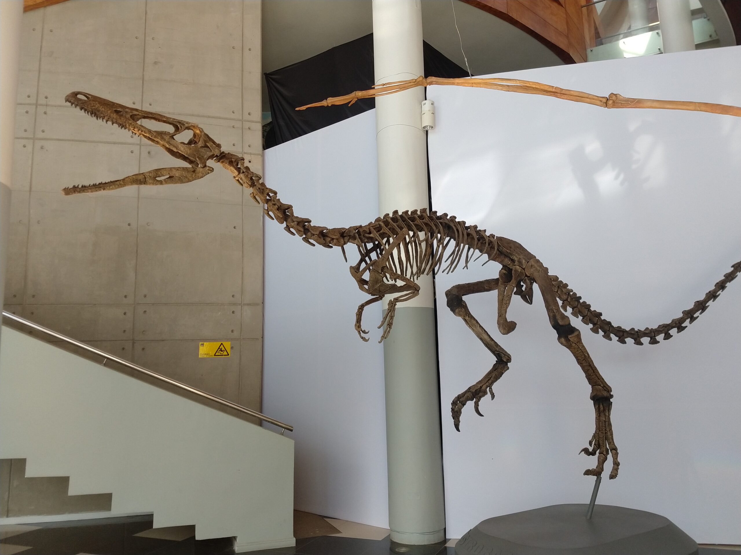 A Rare Fossil That Leaves Big Questions