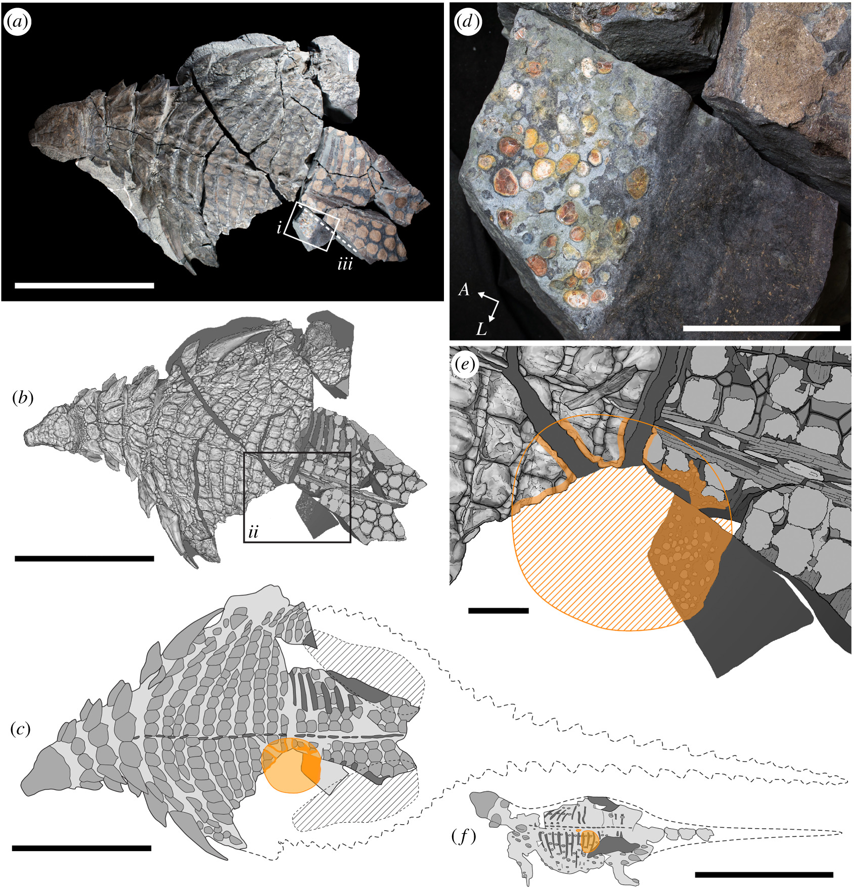 How scientists actually “read” a fossilised stomach 