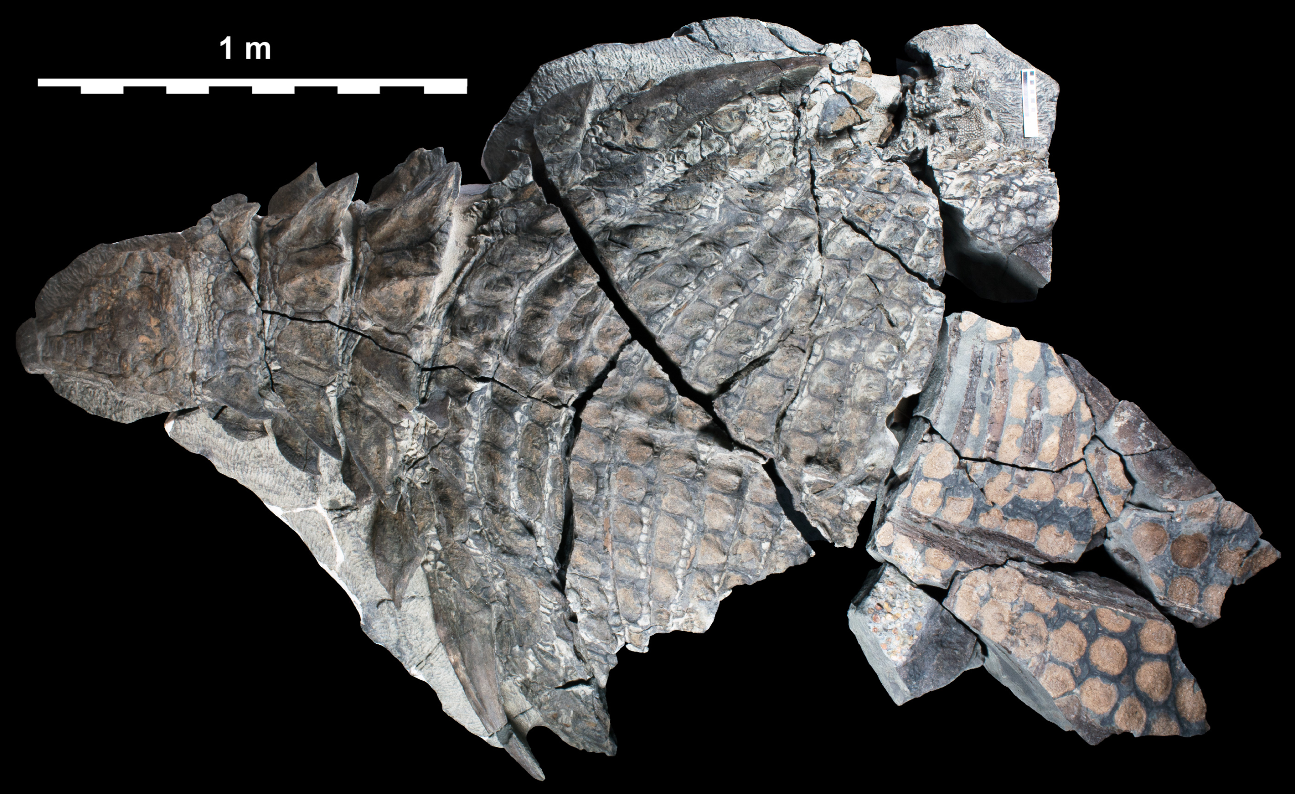 How scientists estimate a dinosaur’s age at death