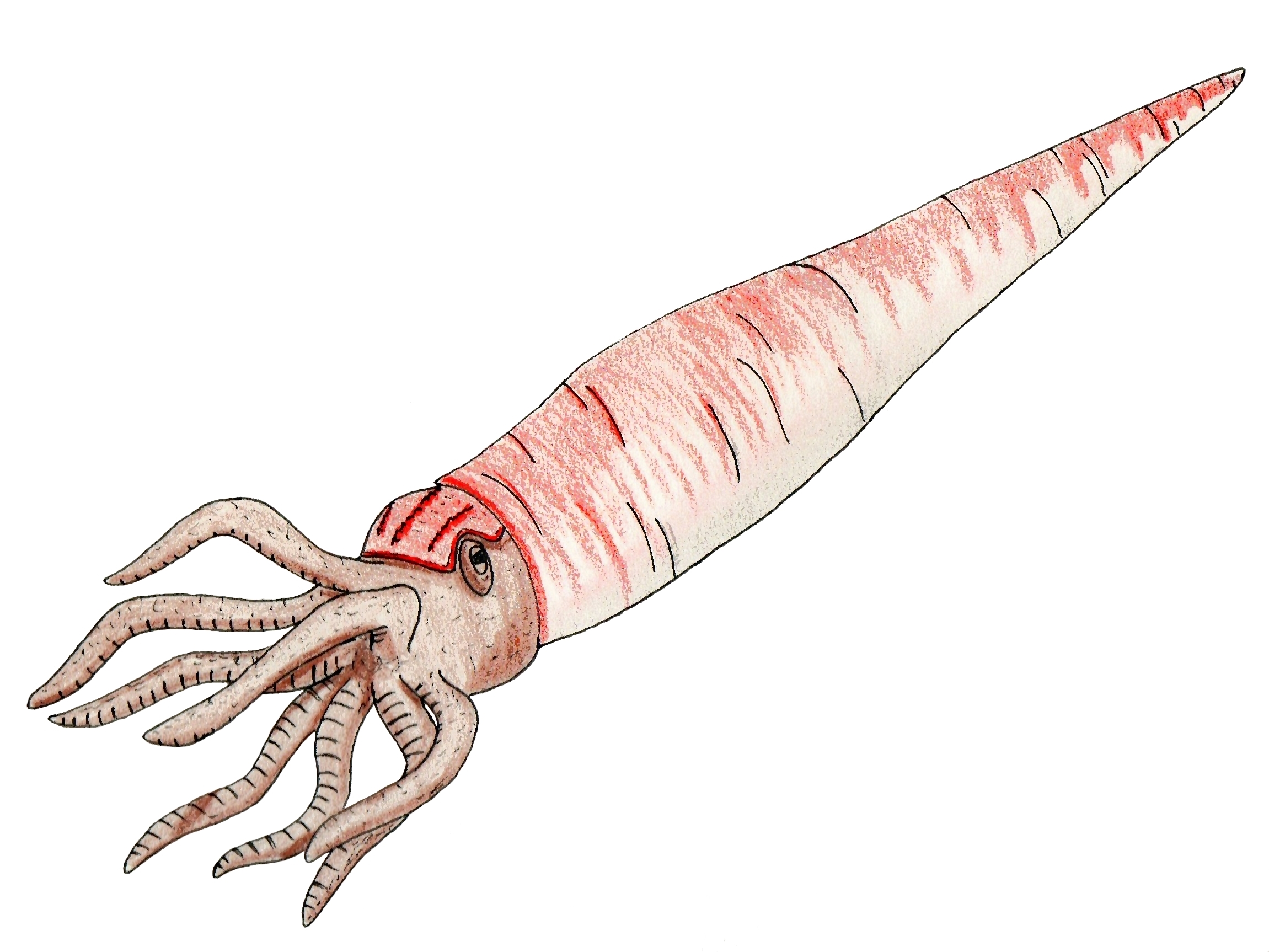 1. Cameroceras – The Torpedo-Tusked Super Cephalopod
