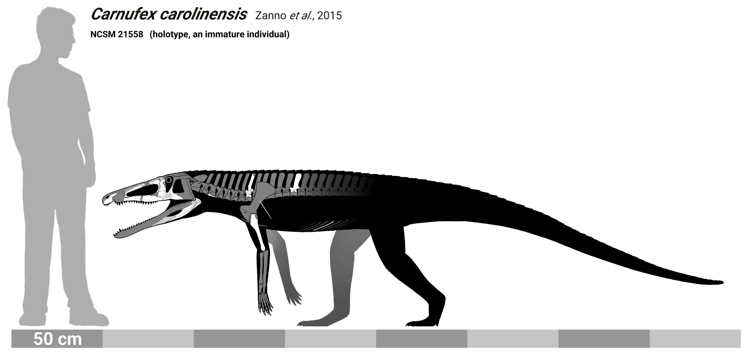 Why this changes how we think about crocodiles, evolution, and “living fossils”