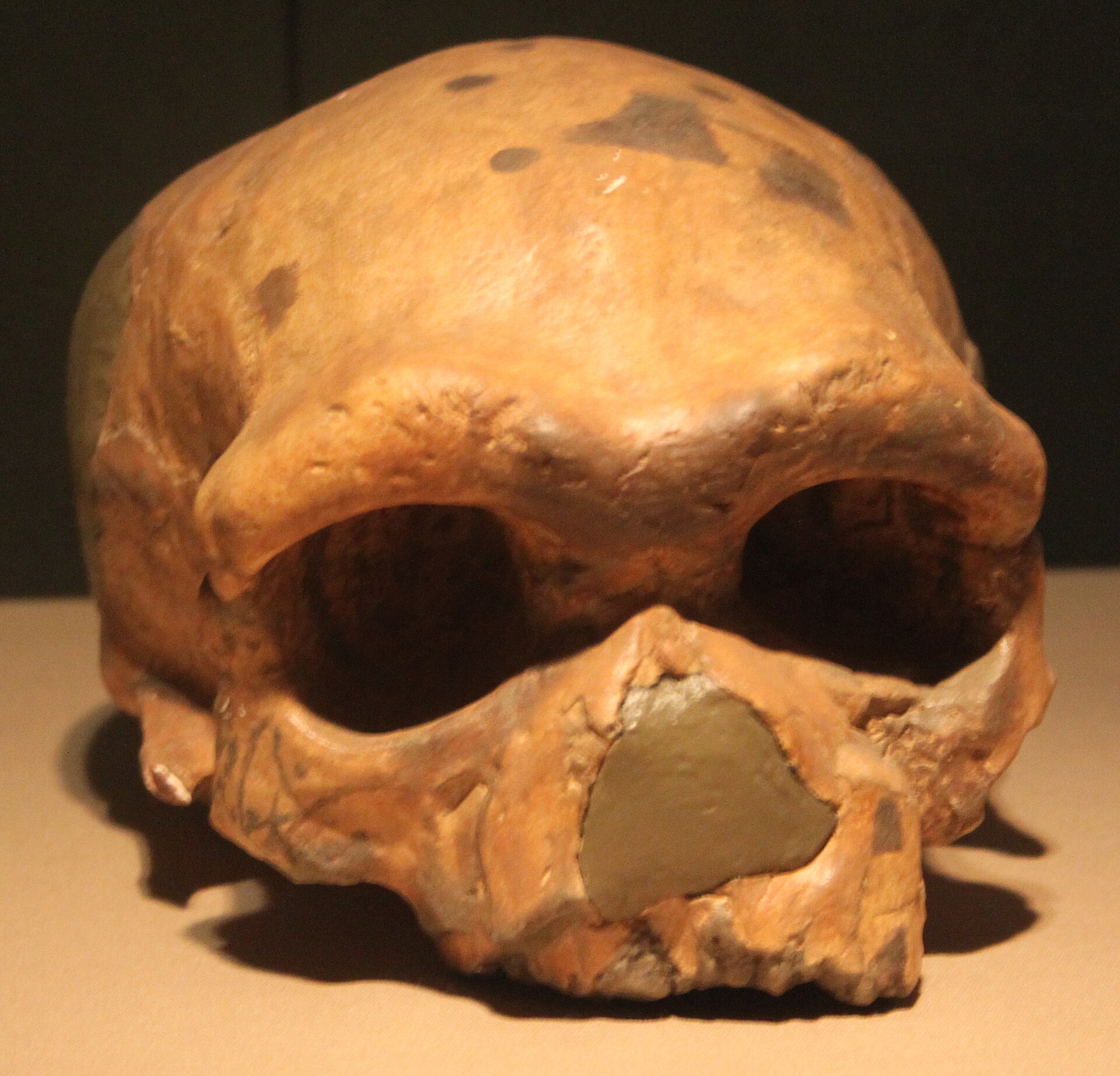 They Lived During a Time of Overlapping Human Species 
