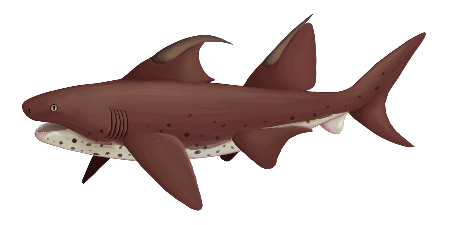 4. Carcharodon-like Hunters Before Sharks Took Over – Hybodonts and Their Rivals