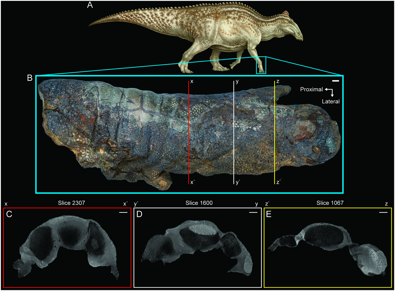 4. The Hadrosaur in a Backyard: When a New House Unearths a Dinosaur